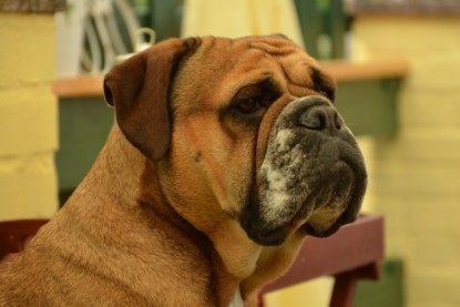 Continental Bulldogs Seeblickbulls Bilderalbum - Bilder vom Juni 2013