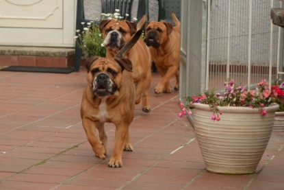 Continental Bulldogs Seeblickbulls Bilderalbum - Bilder vom Juni 2013