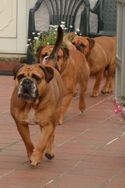 Continental Bulldogs Seeblickbulls Bilderalbum - Bilder vom Juni 2013