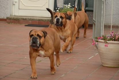 Continental Bulldogs Seeblickbulls Bilderalbum - Bilder vom Juni 2013