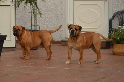 Continental Bulldogs Seeblickbulls Bilderalbum - Bilder vom Juni 2013