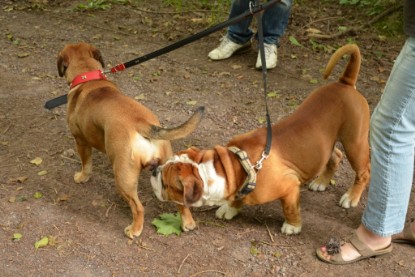 Continental Bulldogs Seeblickbulls Bilderalbum - Besuch bei Manfred