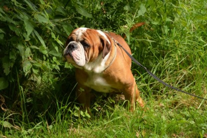 Continental Bulldogs Seeblickbulls Bilderalbum - Besuch bei Manfred