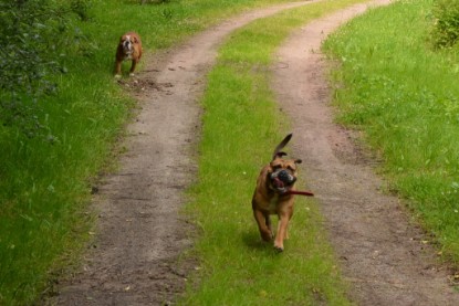 Continental Bulldogs Seeblickbulls Bilderalbum - Besuch bei Manfred