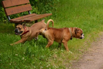 Continental Bulldogs Seeblickbulls Bilderalbum - Besuch bei Manfred