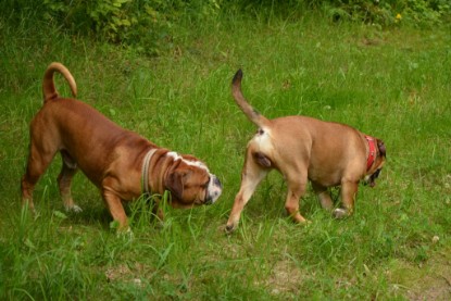 Continental Bulldogs Seeblickbulls Bilderalbum - Besuch bei Manfred