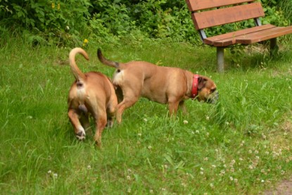 Continental Bulldogs Seeblickbulls Bilderalbum - Besuch bei Manfred