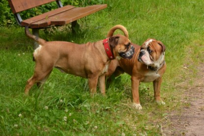 Continental Bulldogs Seeblickbulls Bilderalbum - Besuch bei Manfred