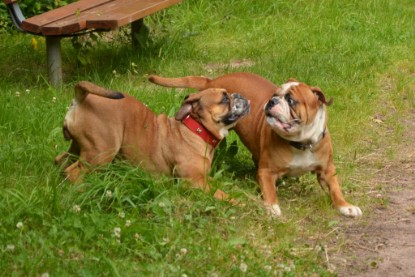 Continental Bulldogs Seeblickbulls Bilderalbum - Besuch bei Manfred