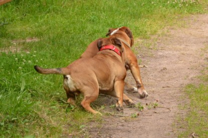 Continental Bulldogs Seeblickbulls Bilderalbum - Besuch bei Manfred