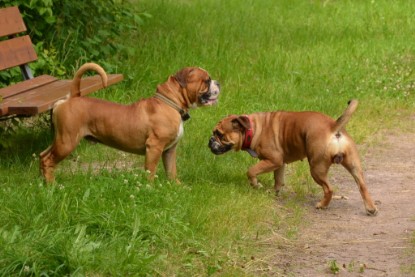 Continental Bulldogs Seeblickbulls Bilderalbum - Besuch bei Manfred