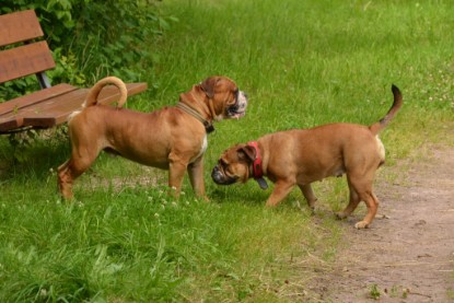 Continental Bulldogs Seeblickbulls Bilderalbum - Besuch bei Manfred