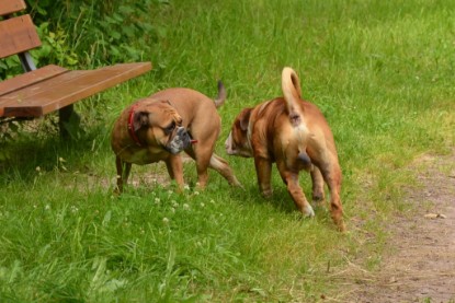 Continental Bulldogs Seeblickbulls Bilderalbum - Besuch bei Manfred