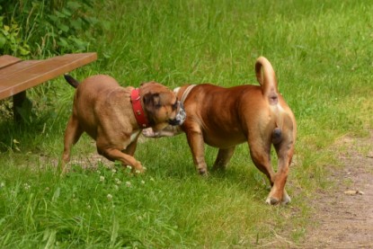 Continental Bulldogs Seeblickbulls Bilderalbum - Besuch bei Manfred