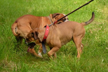 Continental Bulldogs Seeblickbulls Bilderalbum - Besuch bei Manfred