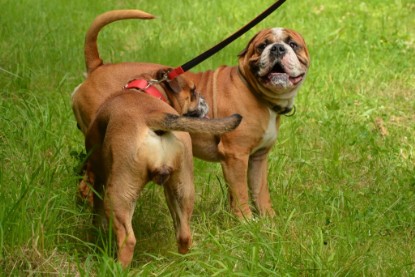 Continental Bulldogs Seeblickbulls Bilderalbum - Besuch bei Manfred