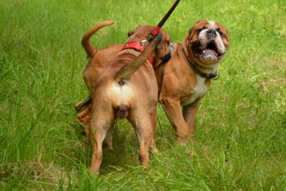 Continental Bulldogs Seeblickbulls Bilderalbum - Besuch bei Manfred