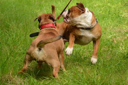 Continental Bulldogs Seeblickbulls Bilderalbum - Besuch bei Manfred