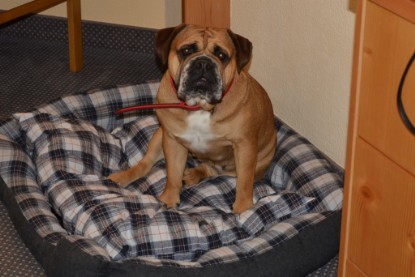 Continental Bulldogs Seeblickbulls Bilderalbum - Besuch bei Manfred