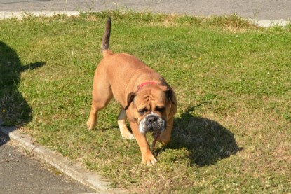 Continental Bulldogs Seeblickbulls Bilderalbum - Besuch bei Manfred