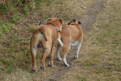 Continental Bulldogs Seeblickbulls Bilderalbum - Bruno zu Besuch