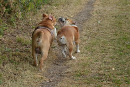 Continental Bulldogs Seeblickbulls Bilderalbum - Bruno zu Besuch