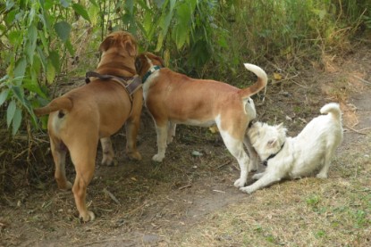 Continental Bulldogs Seeblickbulls Bilderalbum - Bruno zu Besuch