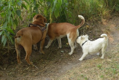 Continental Bulldogs Seeblickbulls Bilderalbum - Bruno zu Besuch