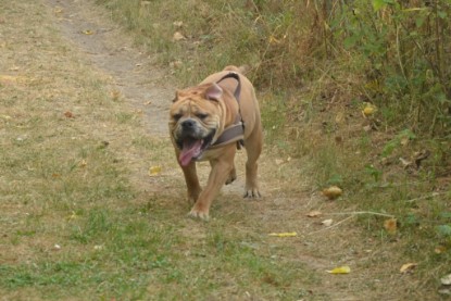 Continental Bulldogs Seeblickbulls Bilderalbum - Bruno zu Besuch