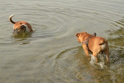 Continental Bulldogs Seeblickbulls Bilderalbum - Bruno zu Besuch