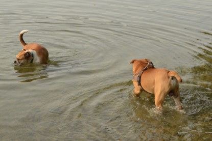 Continental Bulldogs Seeblickbulls Bilderalbum - Bruno zu Besuch