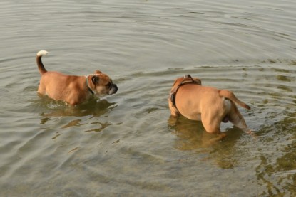 Continental Bulldogs Seeblickbulls Bilderalbum - Bruno zu Besuch