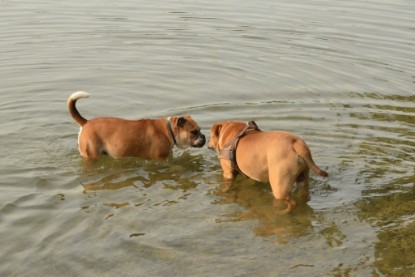 Continental Bulldogs Seeblickbulls Bilderalbum - Bruno zu Besuch