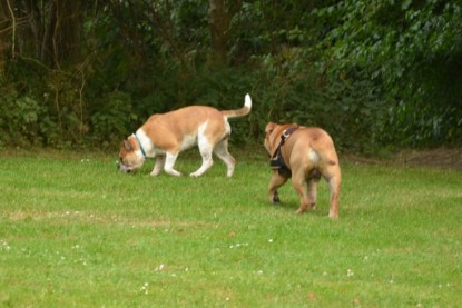 Continental Bulldogs Seeblickbulls Bilderalbum - Bruno zu Besuch