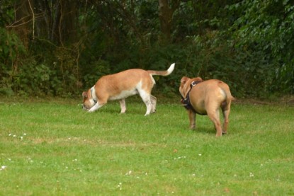 Continental Bulldogs Seeblickbulls Bilderalbum - Bruno zu Besuch