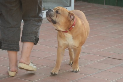 Continental Bulldogs Seeblickbulls Bilderalbum - Bruno zu Besuch