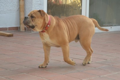 Continental Bulldogs Seeblickbulls Bilderalbum - Bruno zu Besuch