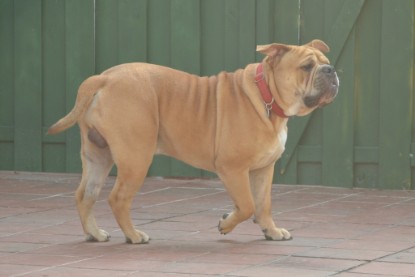 Continental Bulldogs Seeblickbulls Bilderalbum - Bruno zu Besuch