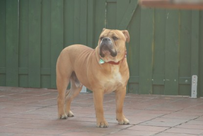 Continental Bulldogs Seeblickbulls Bilderalbum - Bruno zu Besuch