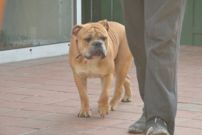 Continental Bulldogs Seeblickbulls Bilderalbum - Bruno zu Besuch