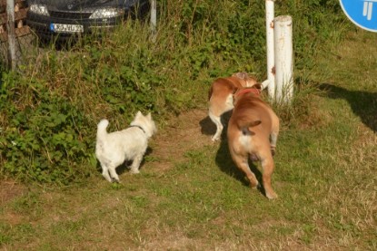 Continental Bulldogs Seeblickbulls Bilderalbum - Bruno zu Besuch