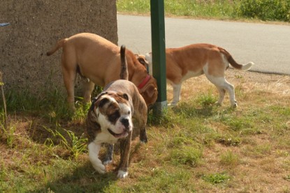 Continental Bulldogs Seeblickbulls Bilderalbum - Bruno zu Besuch