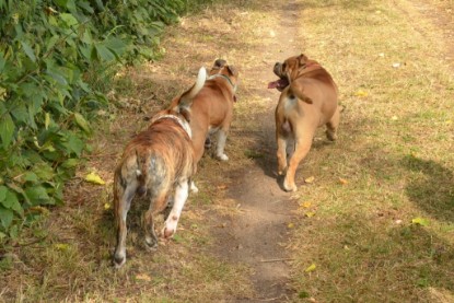 Continental Bulldogs Seeblickbulls Bilderalbum - Bruno zu Besuch