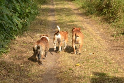 Continental Bulldogs Seeblickbulls Bilderalbum - Bruno zu Besuch