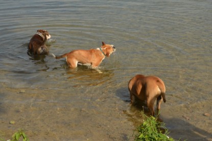 Continental Bulldogs Seeblickbulls Bilderalbum - Bruno zu Besuch