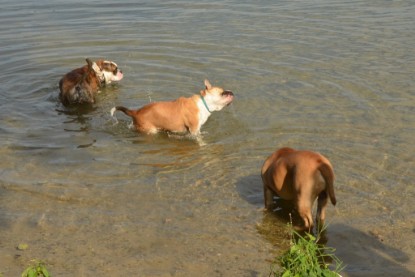 Continental Bulldogs Seeblickbulls Bilderalbum - Bruno zu Besuch