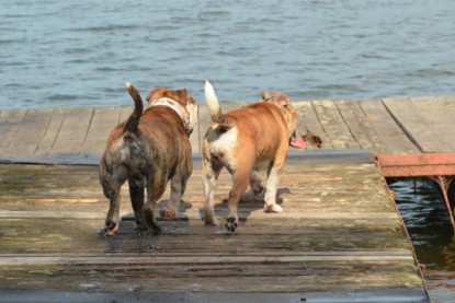 Continental Bulldogs Seeblickbulls Bilderalbum - Bruno zu Besuch