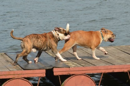 Continental Bulldogs Seeblickbulls Bilderalbum - Bruno zu Besuch