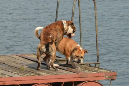 Continental Bulldogs Seeblickbulls Bilderalbum - Bruno zu Besuch