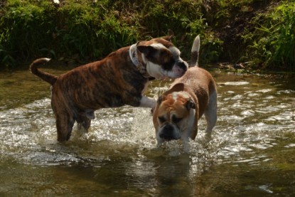 Continental Bulldogs Seeblickbulls Bilderalbum - Bruno zu Besuch